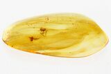 Two Tiny Fossil Spiders (Araneae) in Baltic Amber #352837-1